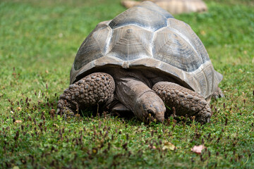 Fototapeta premium Aldabra giant tortoise front view grazing on grass, massive scaly legs and domed shell texture detail