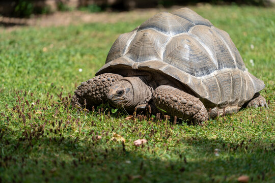 Aldabra giant tortoise grazing on green grass, massive ancient reptile with domed shell close-up