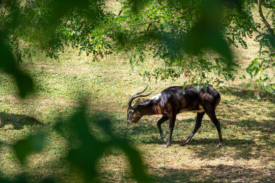 Male sitatunga antelope walking through forest clearing, dark african swamp deer framed by green leaves