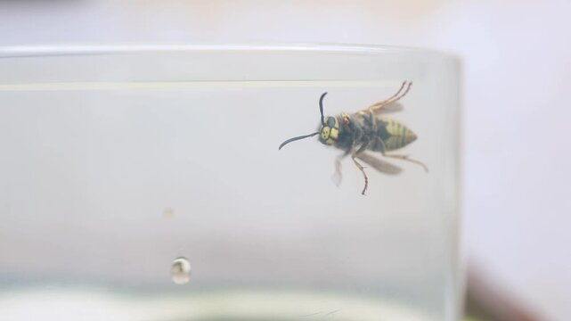 Spain. Wasp manipulating its antennae sensory behavior related to chemical communication macro detail