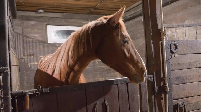 Brown horse in stable stall peers over door, warm light highlights chestnut coat, wooden plank walls and small window, calm attentive expression, closeup muzzle and ears, rustic barn atmosphere
