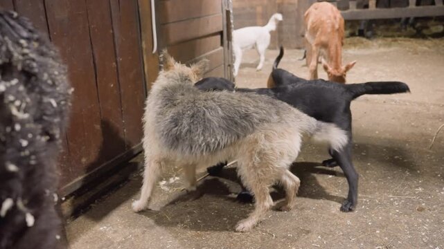 Black dog and white mutt sniffing in barn corridor, group socialization training with multiple dogs, shavings on floor, curious nose contacts, roaming dogs in background, playful energy, natural farm