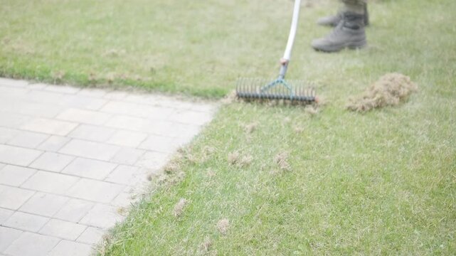Man raking a pile of dry grass and moss after scarifying a lawn in a private house backyard.