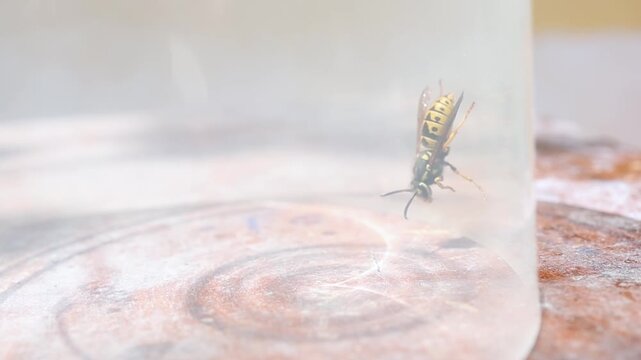 Spain. Wasp inverted cleaning its antennae inside plastic container macro detail