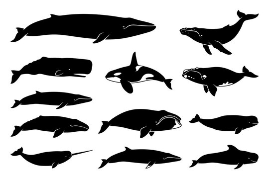 Black and white silhouettes of various whale species and dolphin.