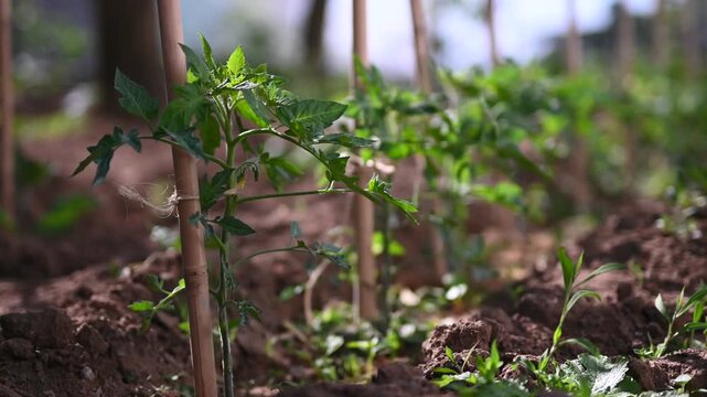 Young tomato plant (Solanum lycopersicum) supported by a string in an organic garden. Close-up of a small seedling growing in soil. Concept of professional gardening, farming and plant care.