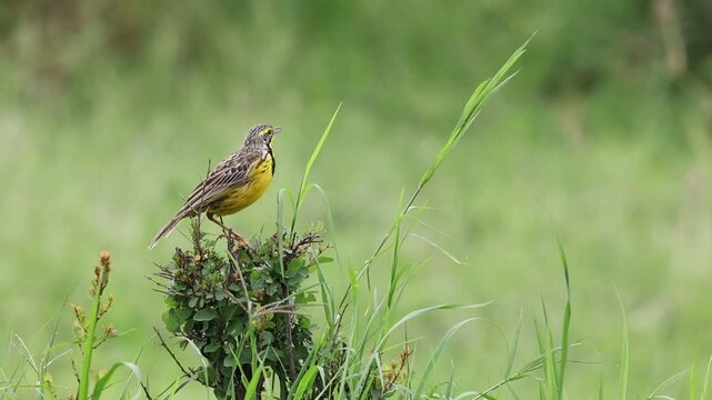 Video of Yellow Long claw bird perched on a bush and making call at Masaimara in African Savannah