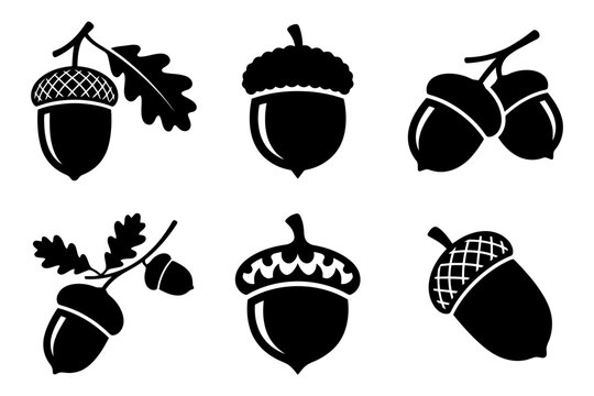 Collection of six diverse acorn silhouettes in black and white design.