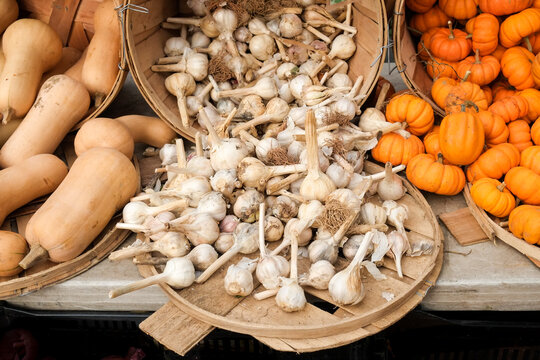 Garlic bulbs with butternut squash and mini pumpkins at market