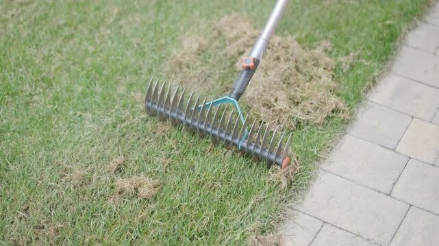 Man raking a pile of dry grass and moss after scarifying a lawn in a private house backyard.