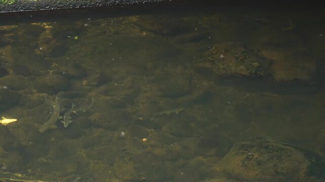 Peamouth minnow fish swimming in Kelsey Creek during spring spawning season, low water level, small males chasing larger female 
