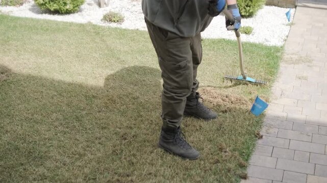 Man raking a pile of dry grass and moss after scarifying a lawn in a private house backyard.