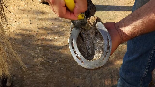 Applying oil to horse hoof with brush, close-up care routine