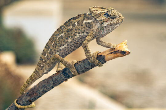 Rare Mediterranean Chameleon (Chamaeleo chamaeleon) on a branch, Algarve, Portugal.