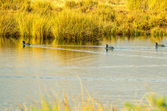 Common coots (Fulica atra) swimming in a row at the Sapal de Castro Marim Nature Reserve, Portugal.
