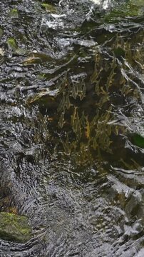 Peamouth minnow swimming in Kelsey Creek during spring spawning season, low water level, large group of fish laying eggs for the next generation
