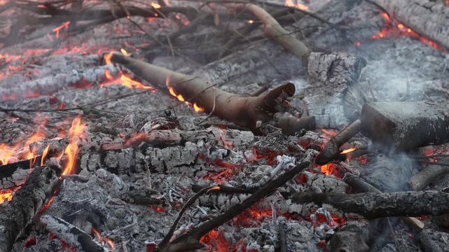 Burnt trees and branches in ashes with flames and smoke