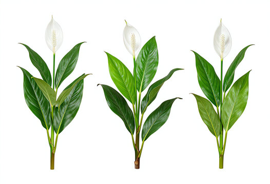 Set of three Spathodea campanulata isolated on transparent background, clean alpha channel, sharp botanical texture.