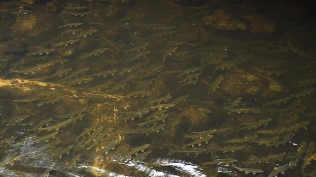 Peamouth minnow swimming in Kelsey Creek during spring spawning season, low water level, large group of fish laying eggs for the next generation
