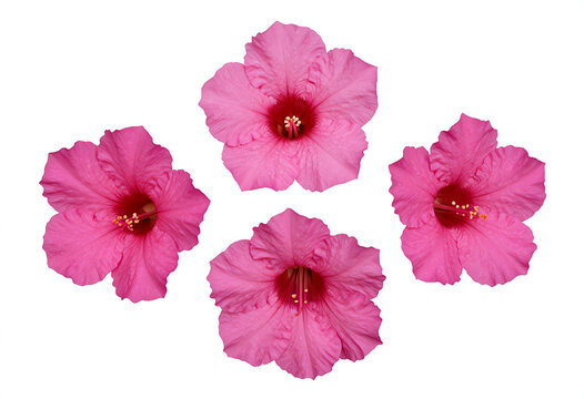 Three Spathodea campanulata flowers isolated PNG, transparent background, clean vector-like cutout, no shadows.
