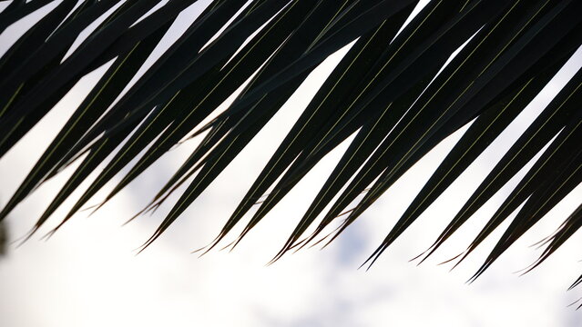 silhouette of palm leaf against the sky
