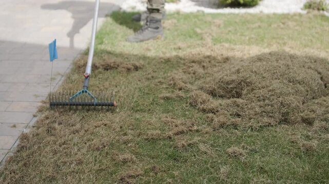 Man raking a pile of dry grass and moss after scarifying a lawn in a private house backyard.