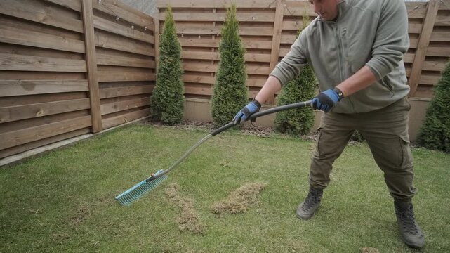 Man raking a pile of dry grass and moss after scarifying a lawn in a private house backyard.