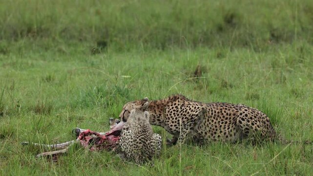A cheetah mother and her cub feeding together on a hunted Gazelle at Masaimara