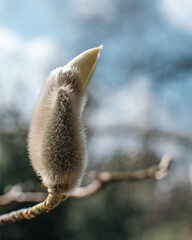 Fototapeta premium Fuzzy magnolia bud revealing gentle white and pink tones