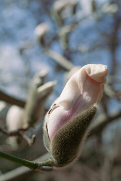 Close view of magnolia blossom emerging from silky furry sepal 