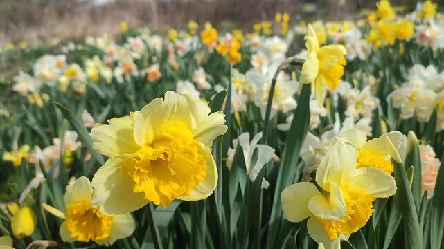 Blooming flower. Blooming yellow daffodil flower. Blossomed narcissus growing in ground on sunny spring day. Blossoming inflorescence with petals and green leaves. Flowerbed. Growing varietal flowers