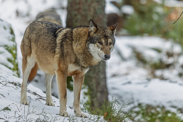 Fototapeta premium Watchful Canis lupus Grey Wolf standing on a snowy woodland slope