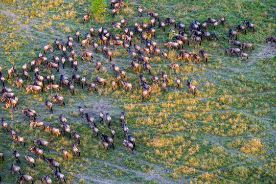 Aerial view of herd of migrating wildebeest of Connochaetes taurinus with sun highlighting their backs