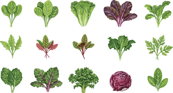Vector set of various leafy greens including spinach, kale, lettuce, arugula, and mizuna, ideal for food, health, and agriculture designs
