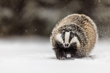 European Badger Meles meles charging through snow in dramatic winter wildlife action © michal