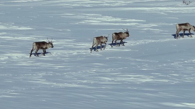 Majestic Sami reindeers migrating across a beautiful, snow covered landscape in northern Lapland, creating a path through the deep snow under the bright winter sunlight