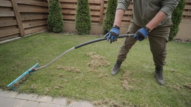 Man raking a pile of dry grass and moss after scarifying a lawn in a private house backyard.