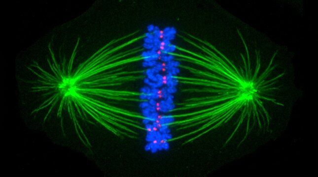 Mitotic Spindle Chromosome Alignment Metaphase Confocal