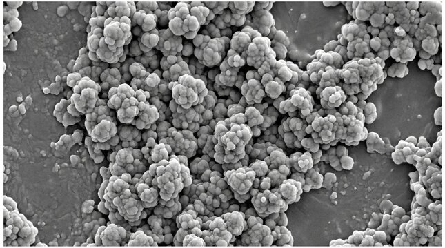 Bioactive Glass Dissolution Ion Release SEM