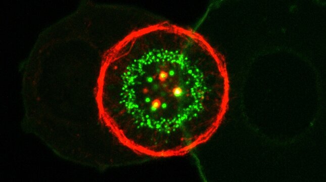 Immune Cell Kinaptic Contact Natural Killer Cell