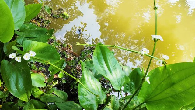 White Mexican Sword-plant flowers blooming on a long green stem near the tranquil edge of a tropical lakeside marsh