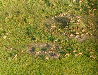 Obraz premium Herd of impala directly below crossing green and golden plains of Serengeti National Park