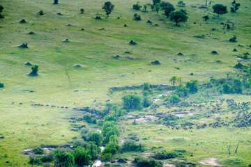 Obraz premium Herd of zebra and wildebeest on annual migration in Serengeti