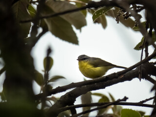 Obraz premium Bird Watching