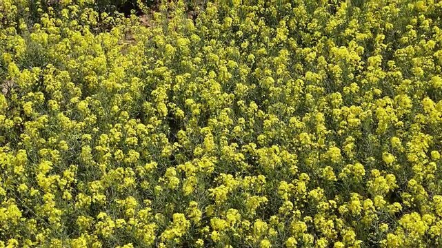 Survol d'un champ de colza en fleurs. Traveling vers l'avant.
