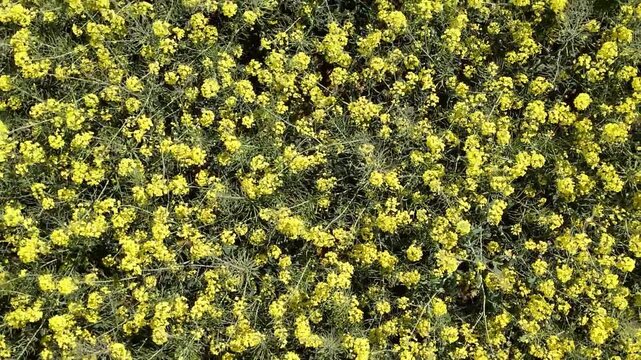 Survol d'un champ de colza en fleurs. Traveling ascendant.