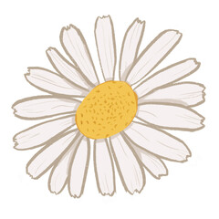 Hand-Drawn White Daisy (Bellis perennis) Flower Illustration Textured floral clipart transparent background  © Afiny