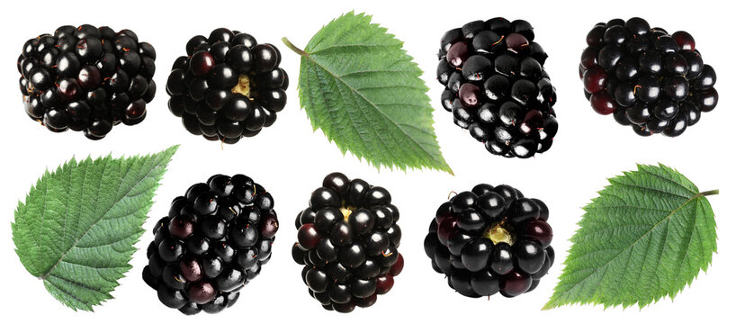 Fresh ripe blackberries and green leaves isolated on white, collage