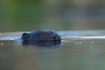 Bóbr (Castor) beaver © Bartosz Rakoczy