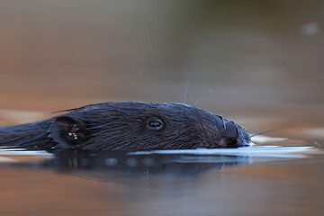 Bóbr (Castor) beaver © Bartosz Rakoczy
